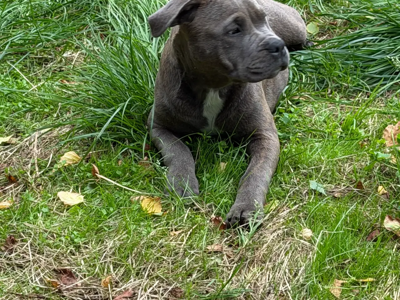 Billede 7 - Staffordshire - Old English Bulldog