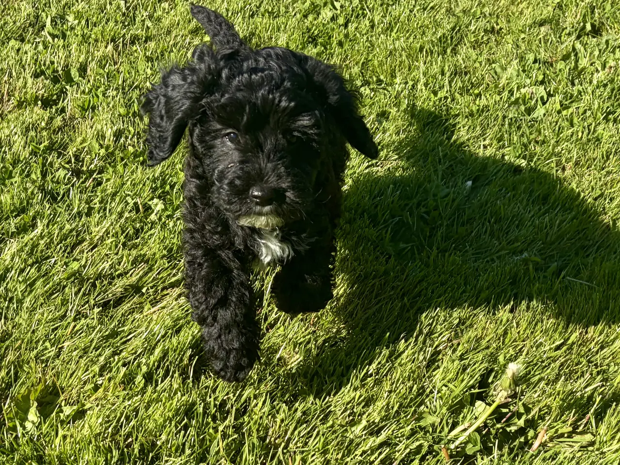 Billede 8 - Den smukkeste lille fine Cavapoo dreng