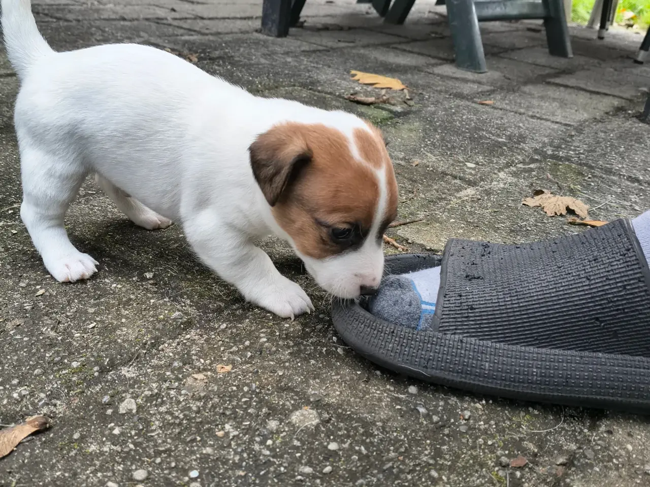 Billede 2 - Lækker Jack Russell Terrier hvalpe 