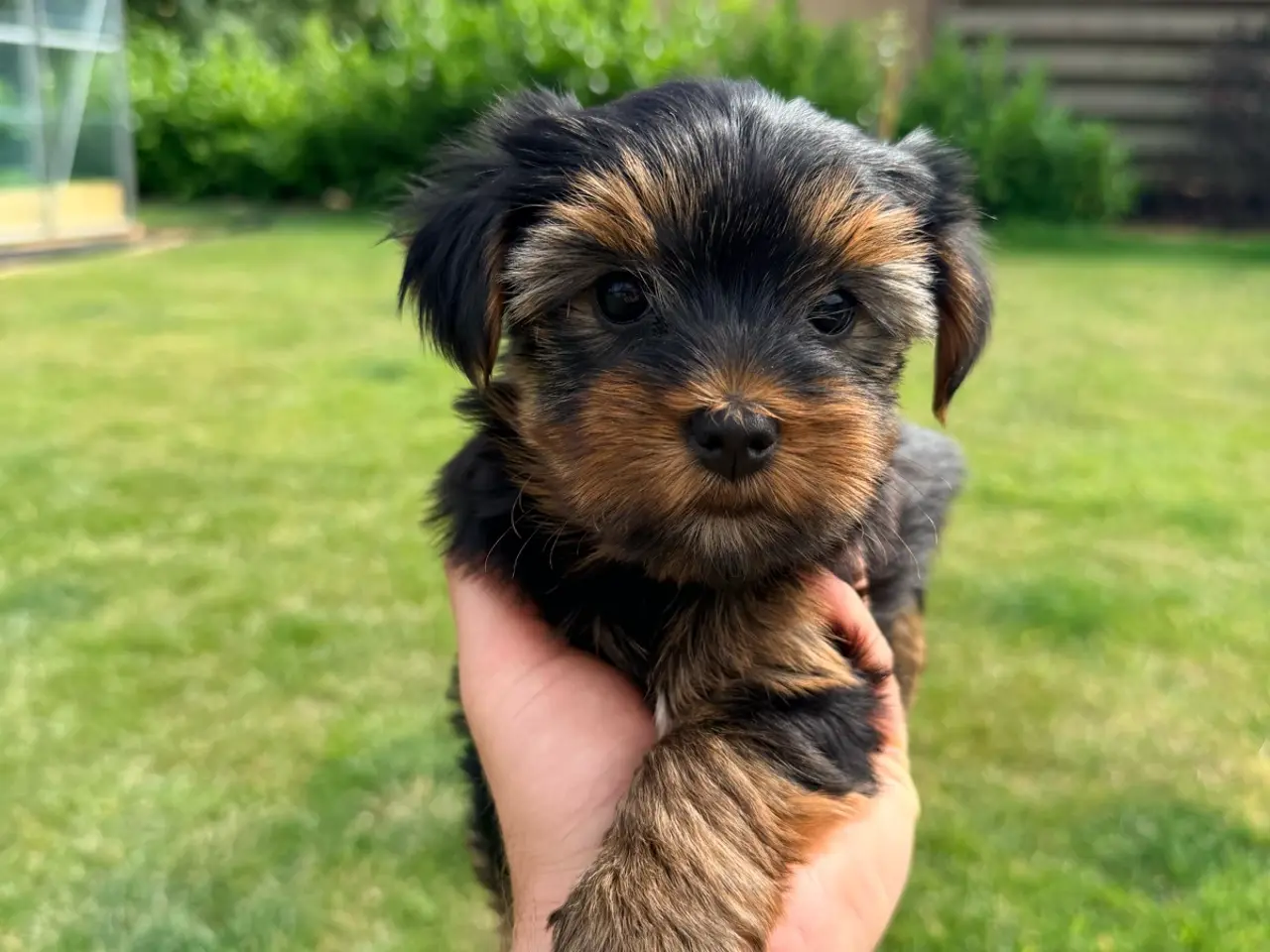 Billede 3 - Yorkshire Terrier Hvalpe