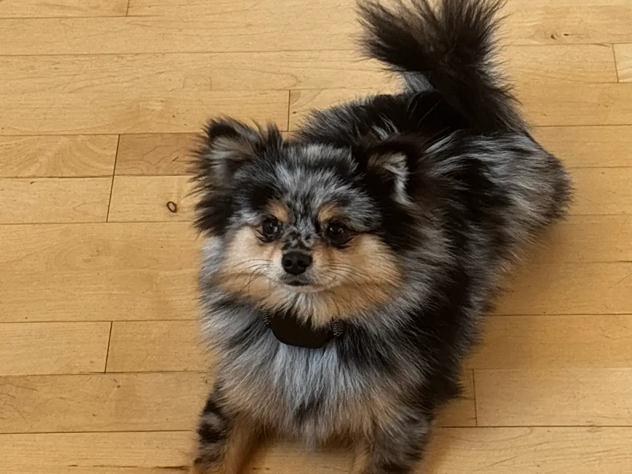 Billede 3 - Nemo søger det helt rigtige hjem (Pomchi)