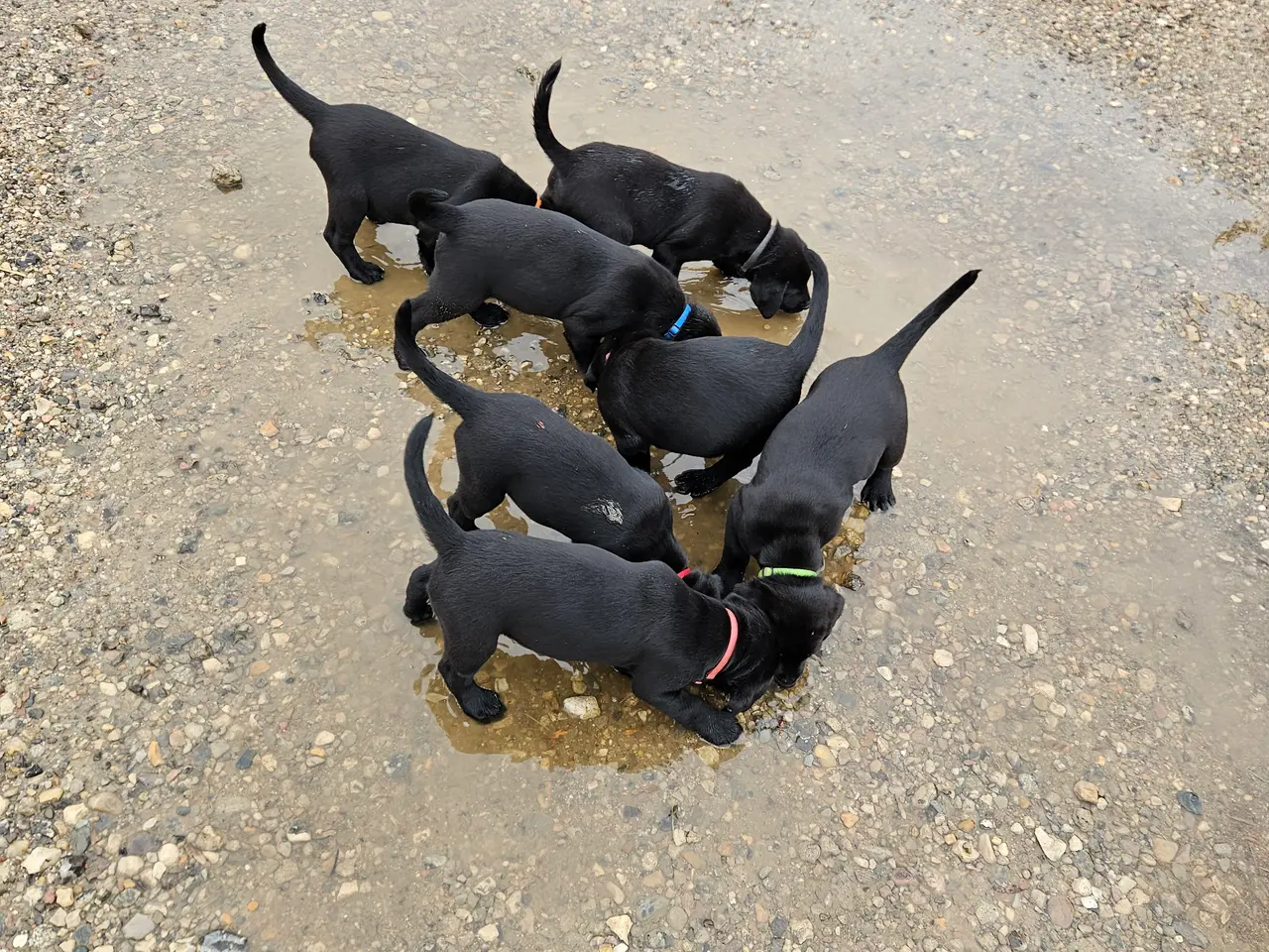 Billede 10 - F1 Labrador hvalpe