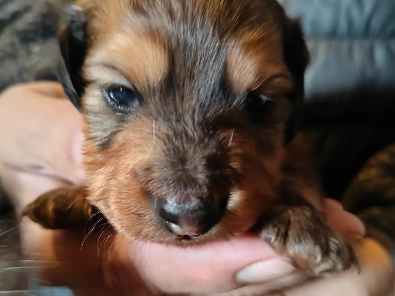 Billede 2 - Langhåret gravhunde dreng - 4 uger