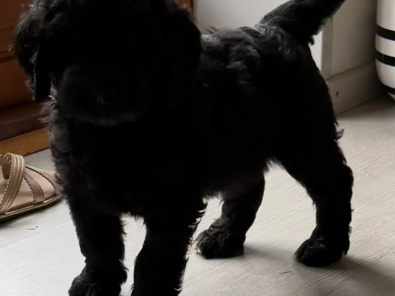Billede 7 - Efterårstilbud på smukke FB1 Golden doodles