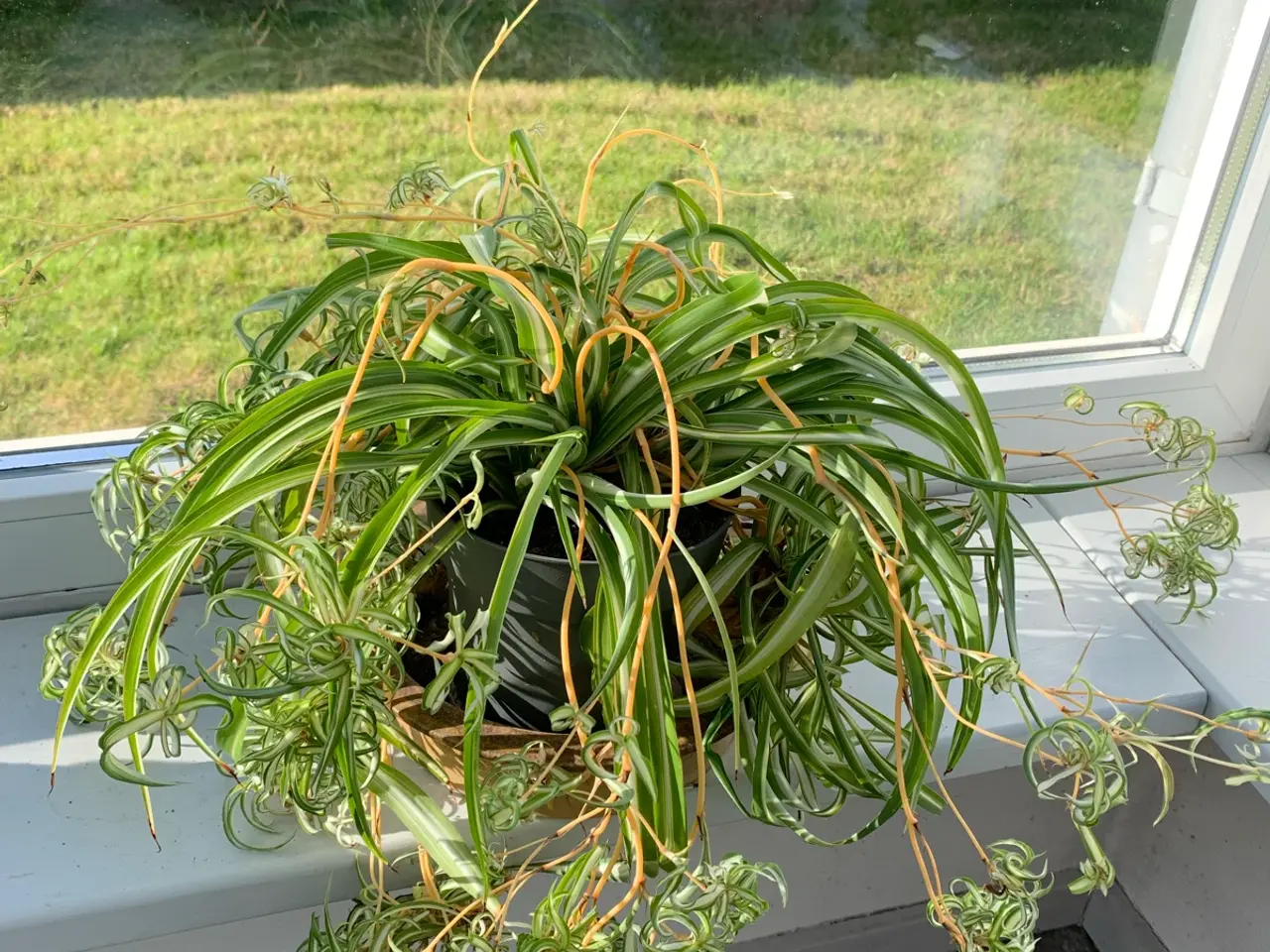 Billede 2 - Kæmpe Clorophytum 