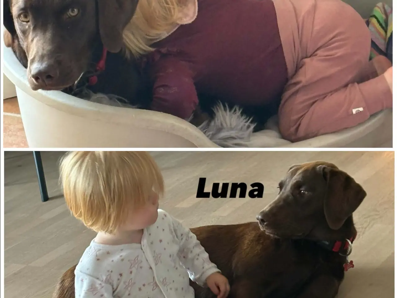 Billede 8 - ægte brune Labrador hvalpe sælges