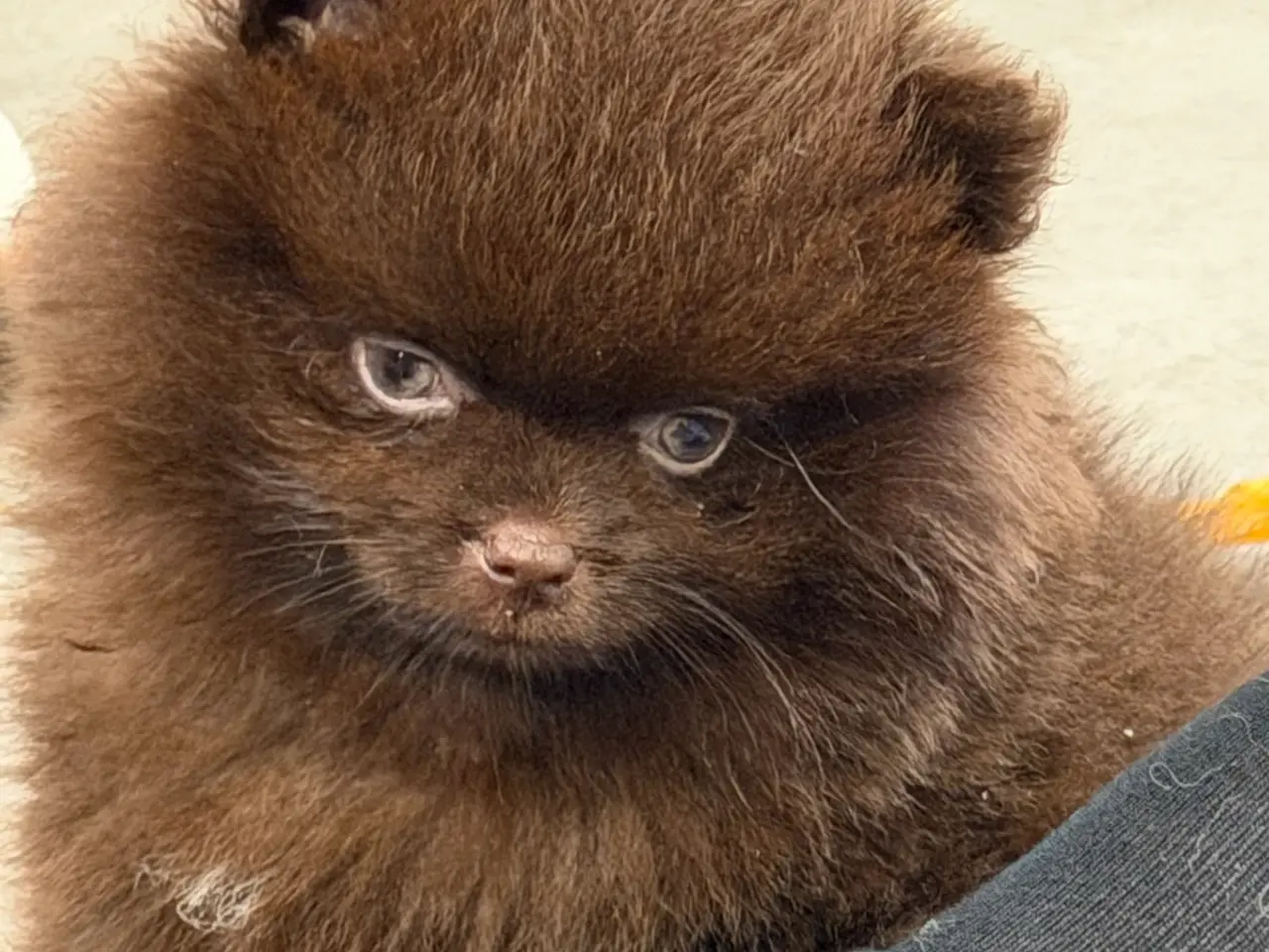 Billede 11 - 🐾💙 3 SMUKKE POMERANIA-DRENGE 💙🐾