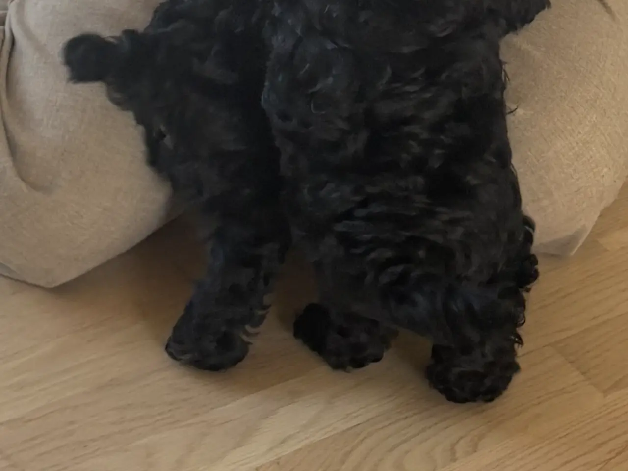 Billede 11 - 🐾 Shih-Poo hvalpe – 2 kærlige drenge