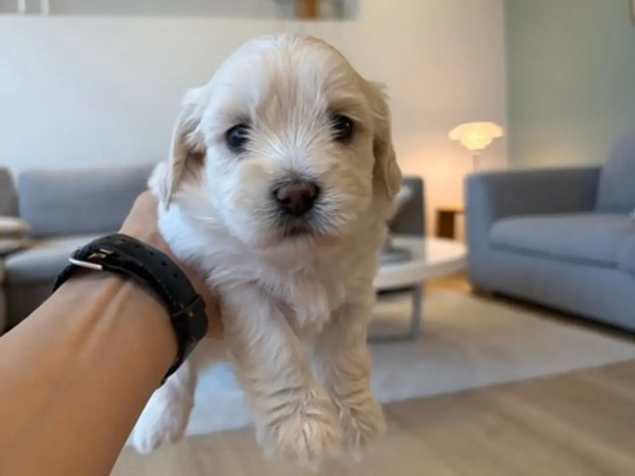 Billede 2 - Maltipoo Hvalpe