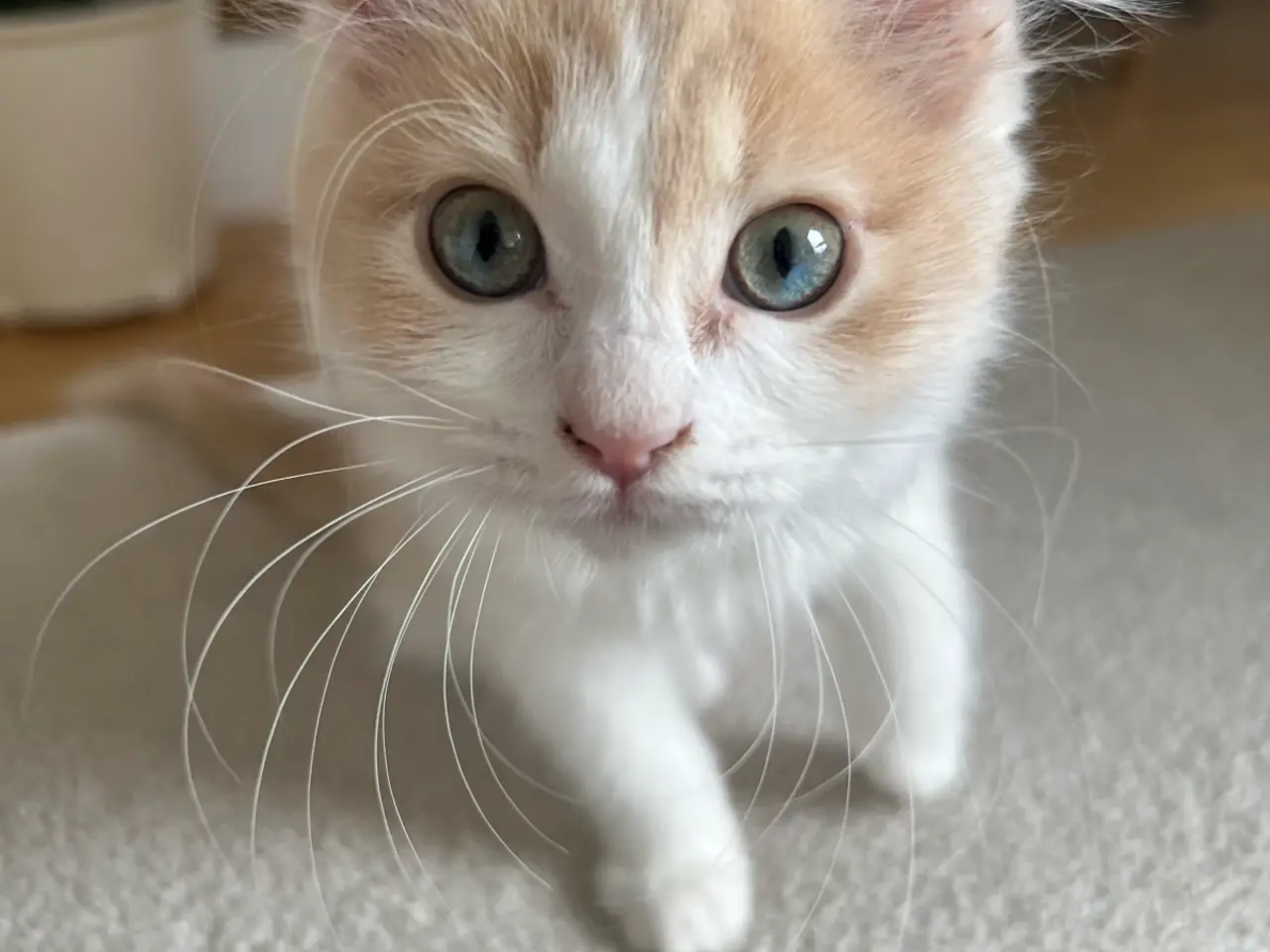 Billede 2 - Ragdoll/maine coon