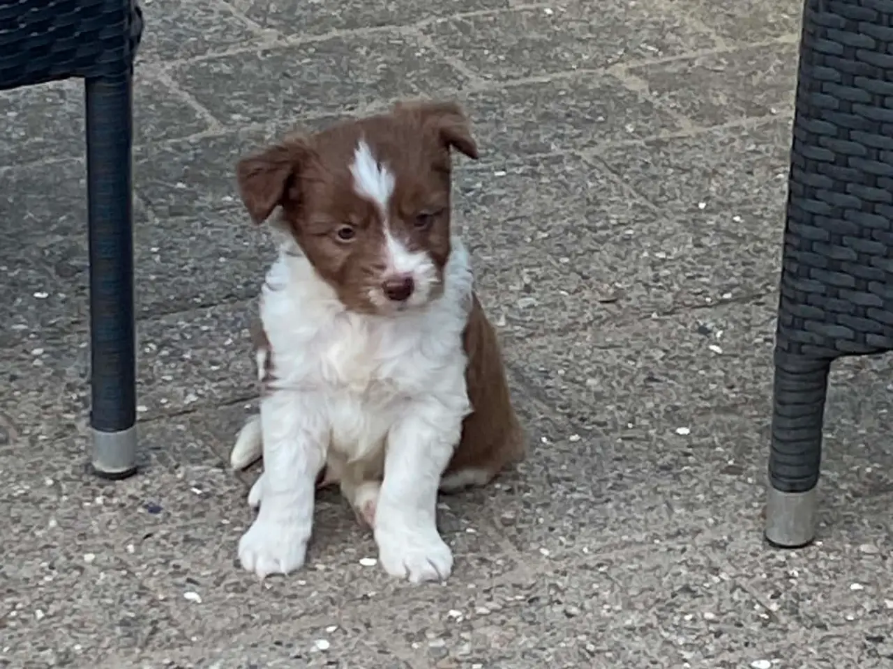 Billede 2 - Dejlig familiehund