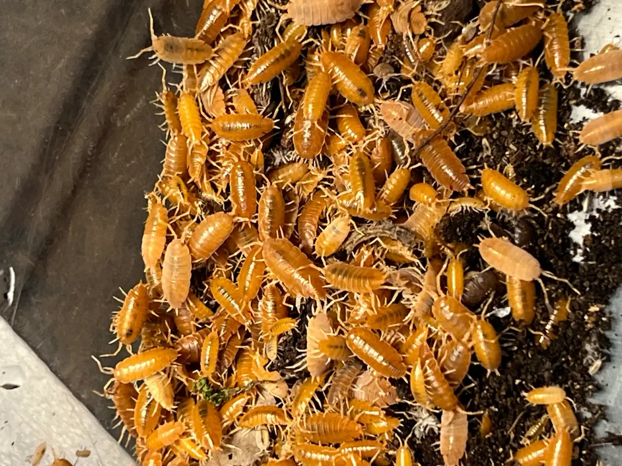 Billede 1 - Cubanske bænkebidere (Porcellionides pruinosus)