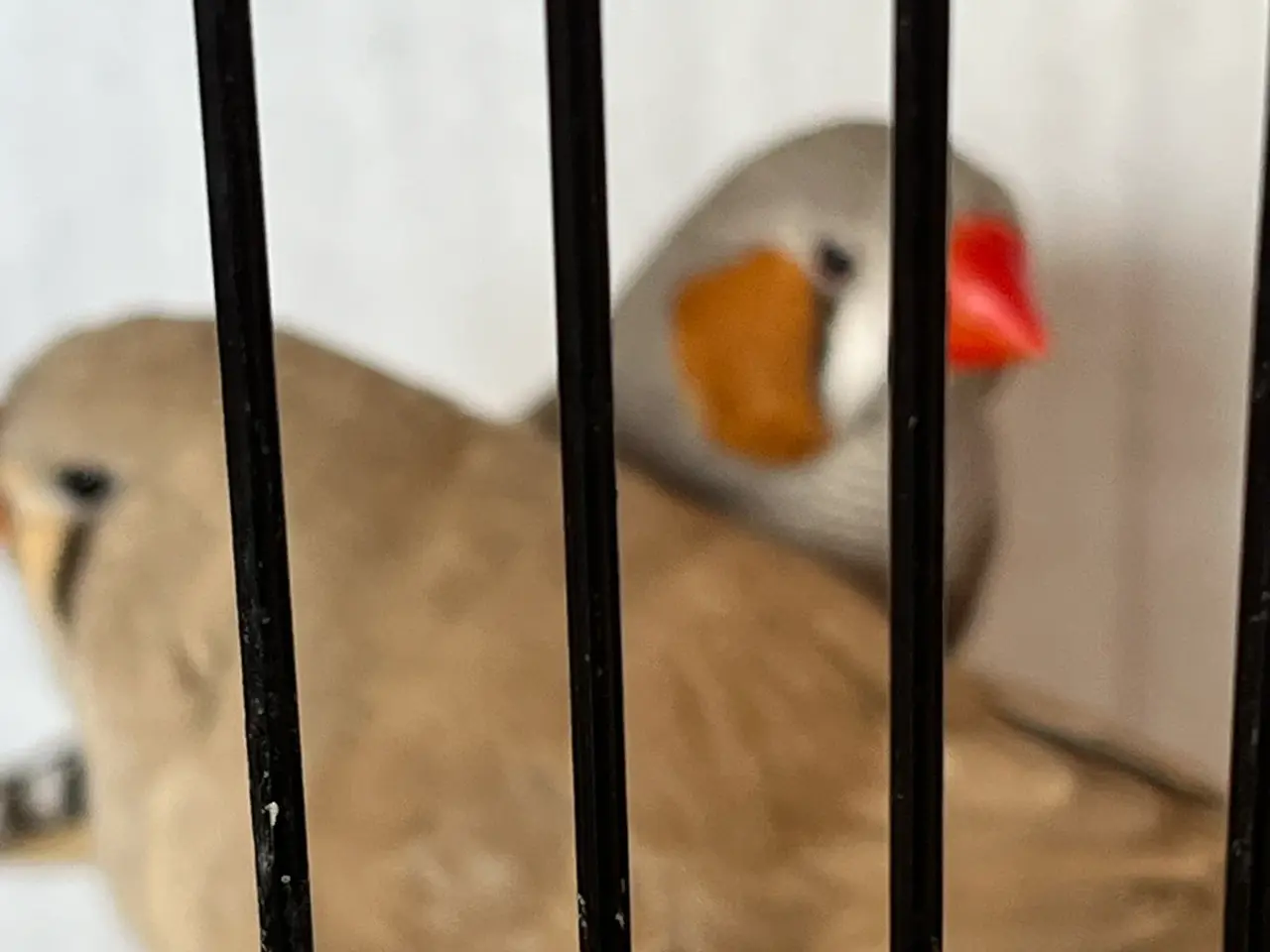 Billede 1 - 1.1 brune Xl zebrafinker