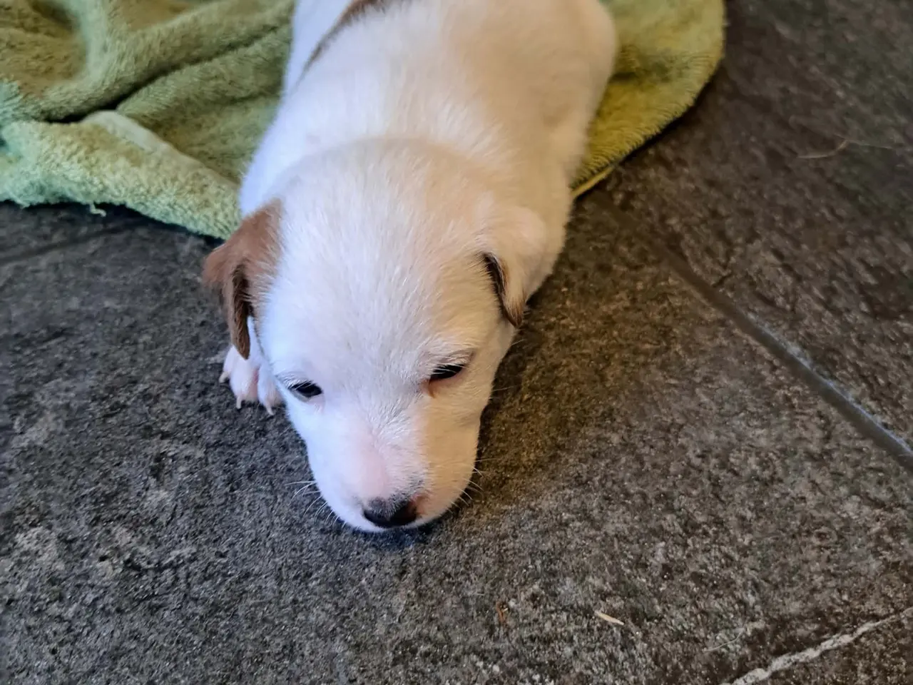 Billede 11 - Jack Russel Terrier