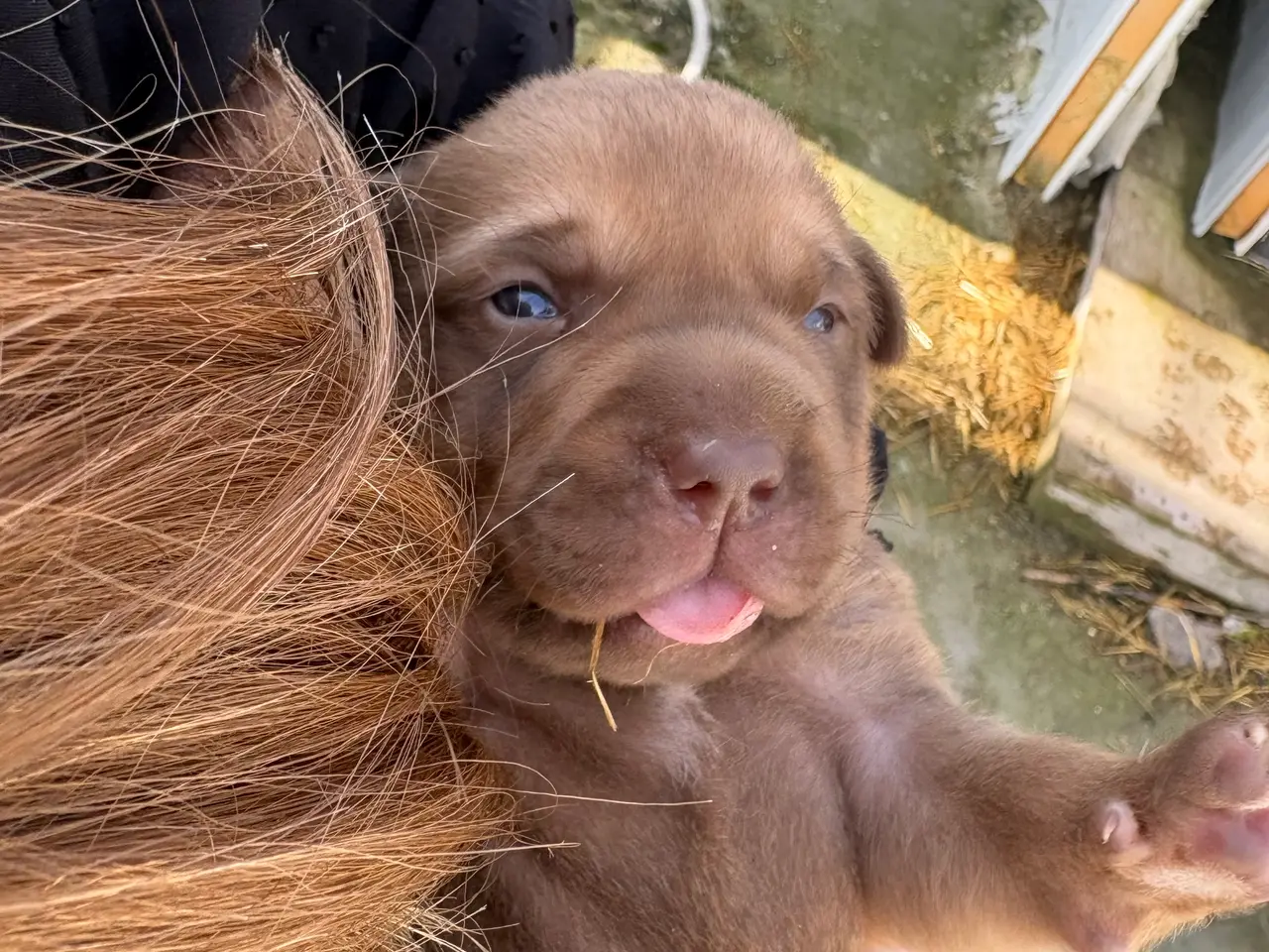 Billede 2 - Labrador/ boxer