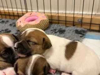 Skønneste Jack russel hvalpe
