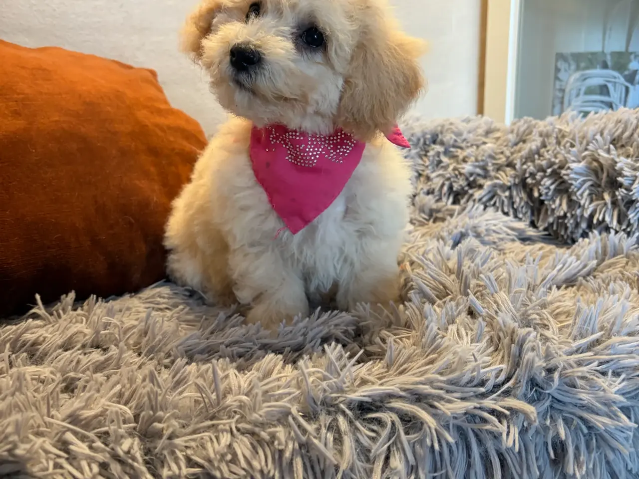 Billede 15 - smukkeste små mini Maltipoo babyer