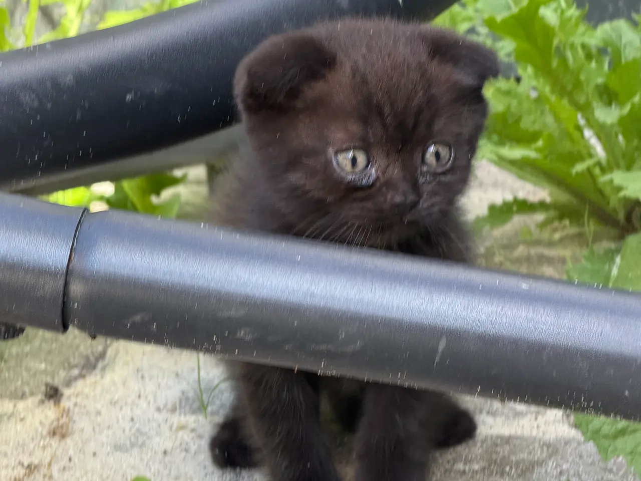 Billede 7 - Skønne British shorthair/scottish fold killinger