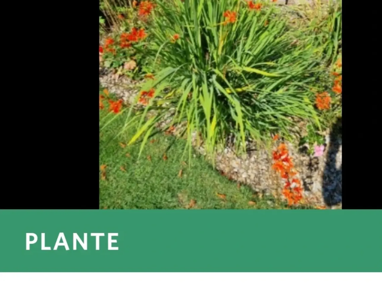 Billede 1 - Montbretia orange 