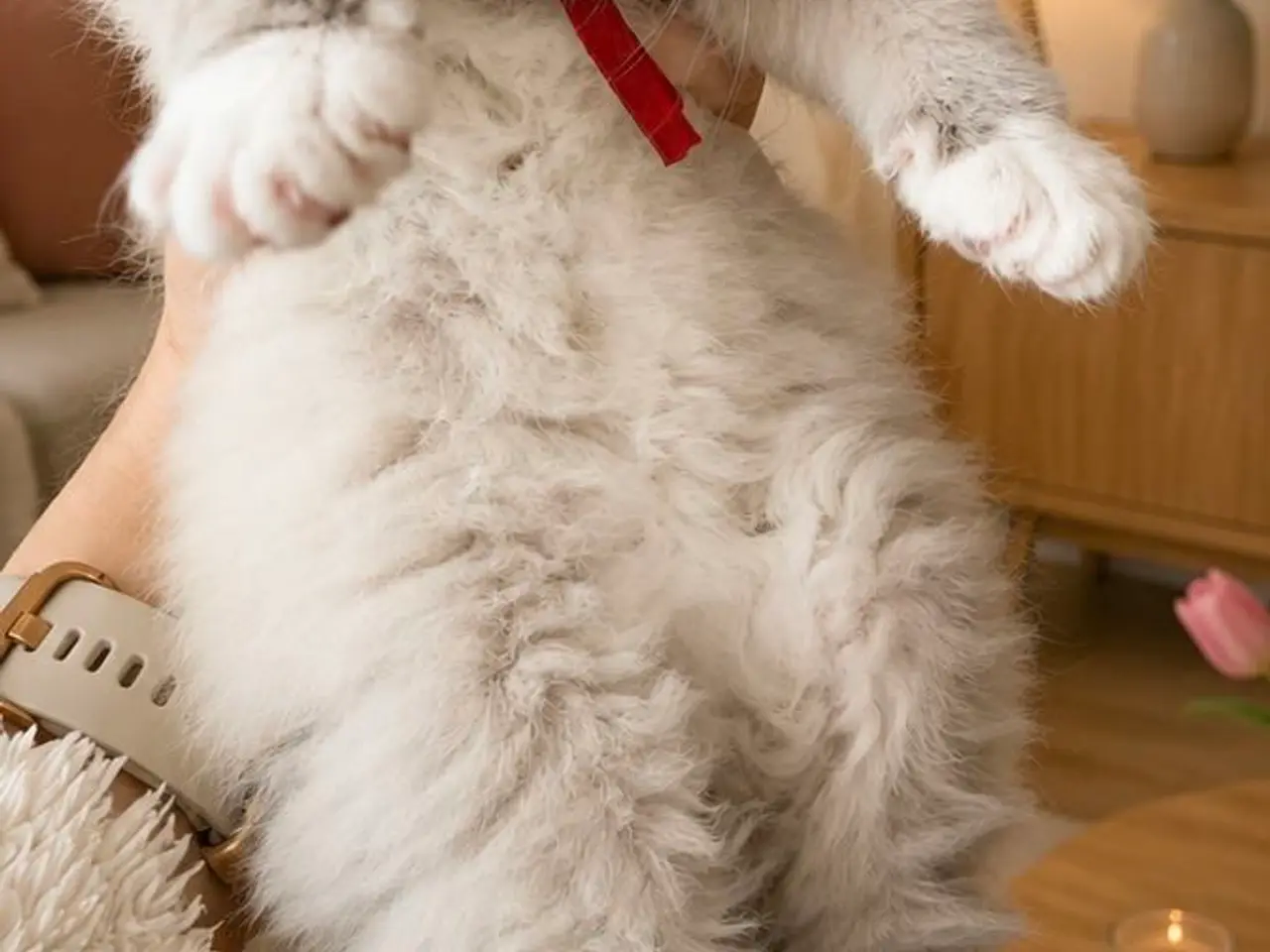 Billede 2 - Dejligste Ragdoll killinger 😻
