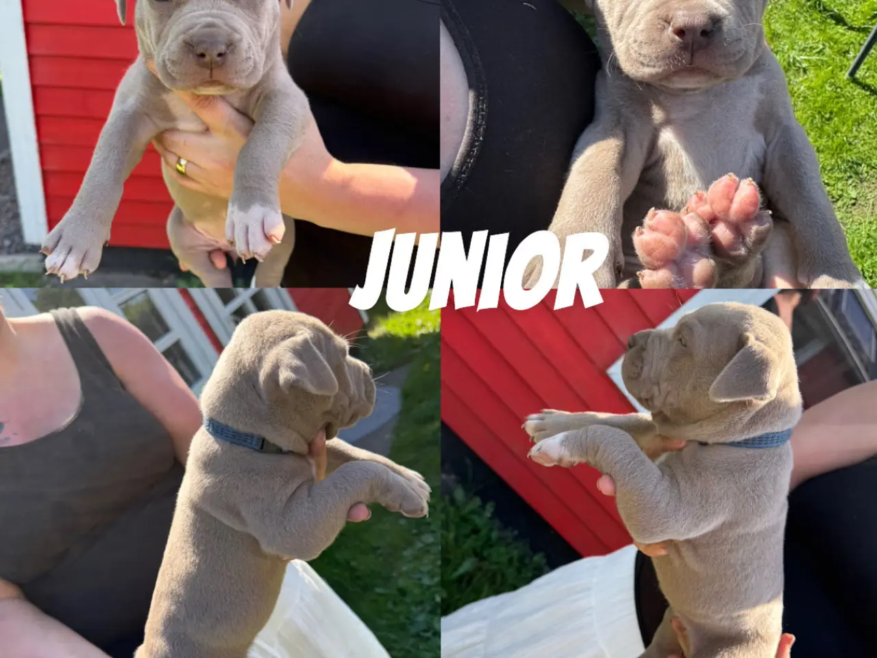 Billede 9 - American Bully XL