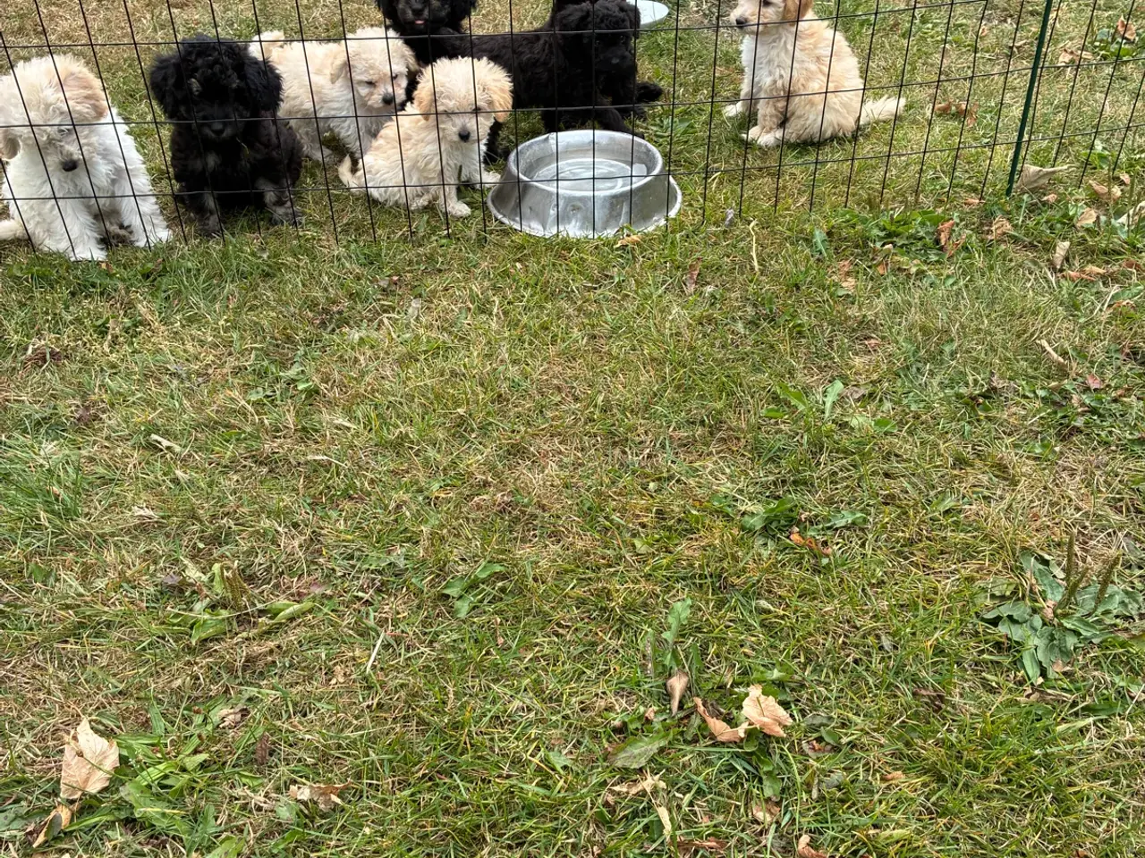 Billede 3 - Labradoodle hvalpe