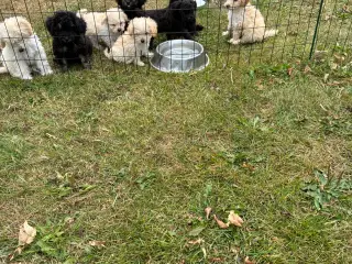 Labradoodle hvalpe - 3