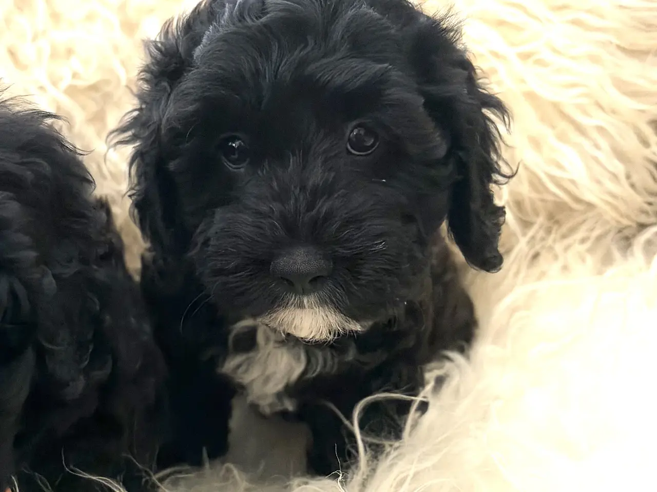 Billede 14 - De smukkeste små fine Cavapoo drenge