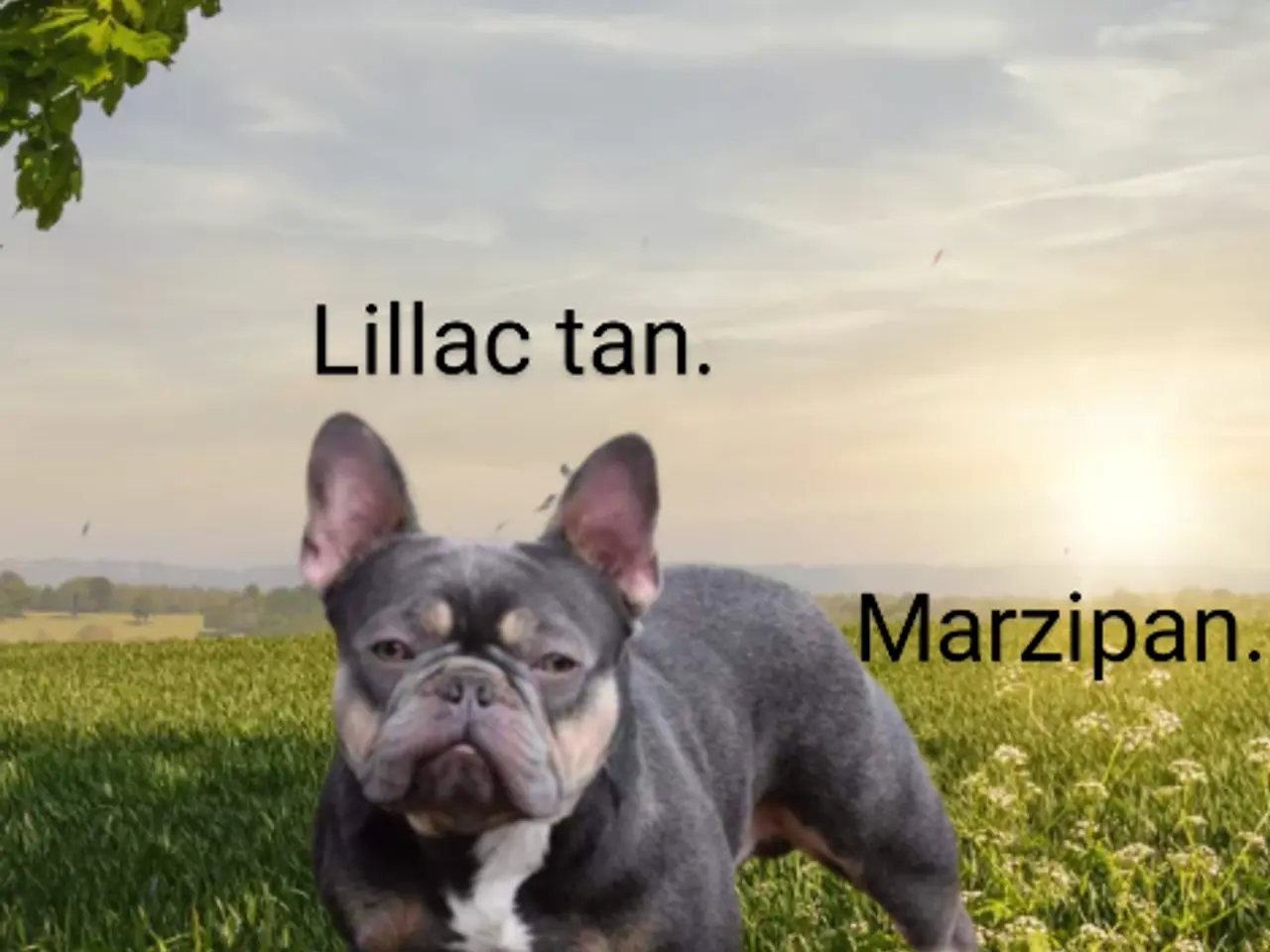 Billede 10 - Fransk bulldog hvalp.