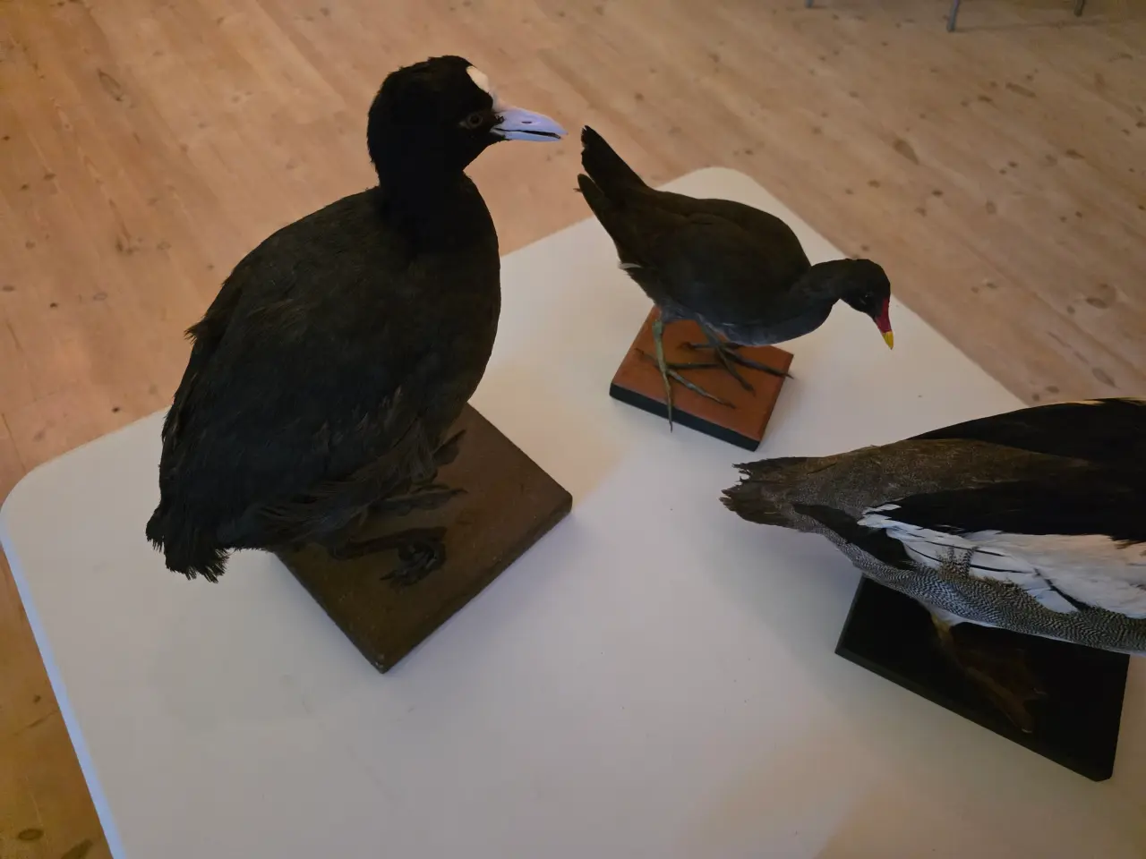 Billede 8 - Vandfugle sælges, enten samlet eller hver for sig