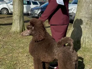 Hundefrisør/trimming/groomer