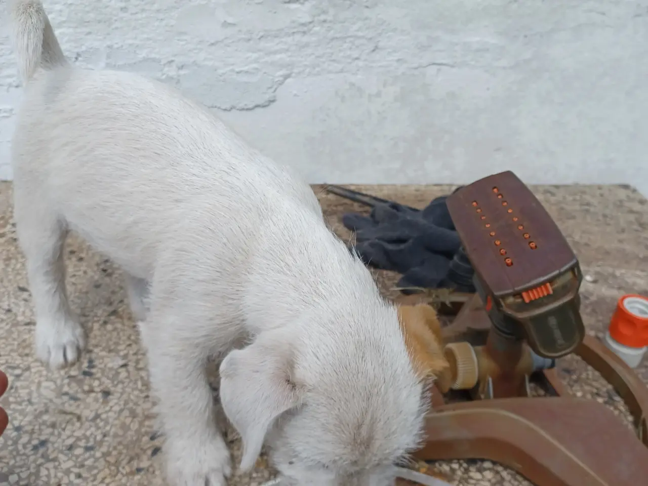 Billede 3 - Skønne Jack Russel hvalpe