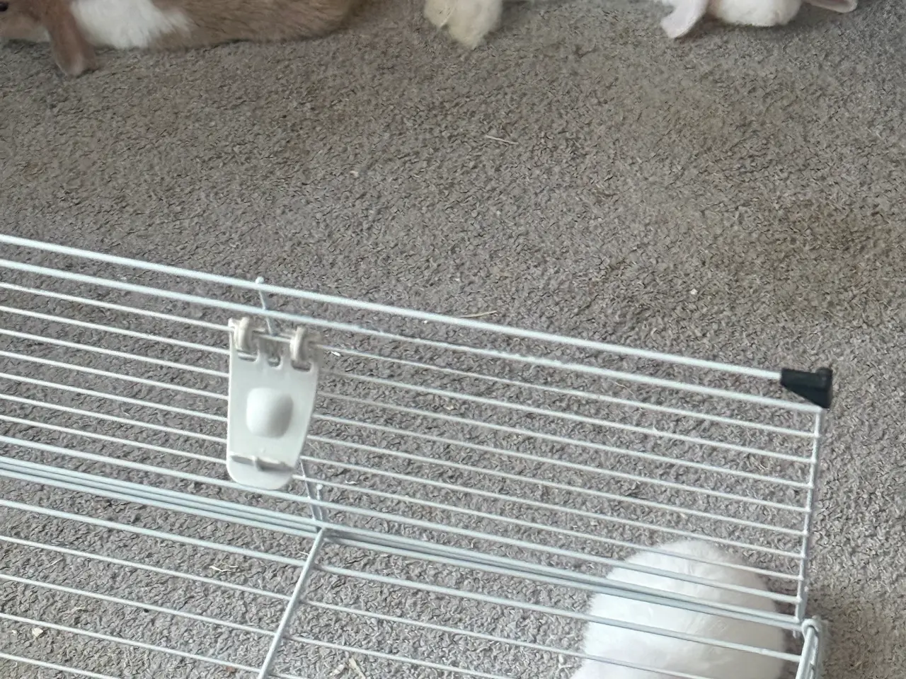 Billede 2 - Mini Lop kanin