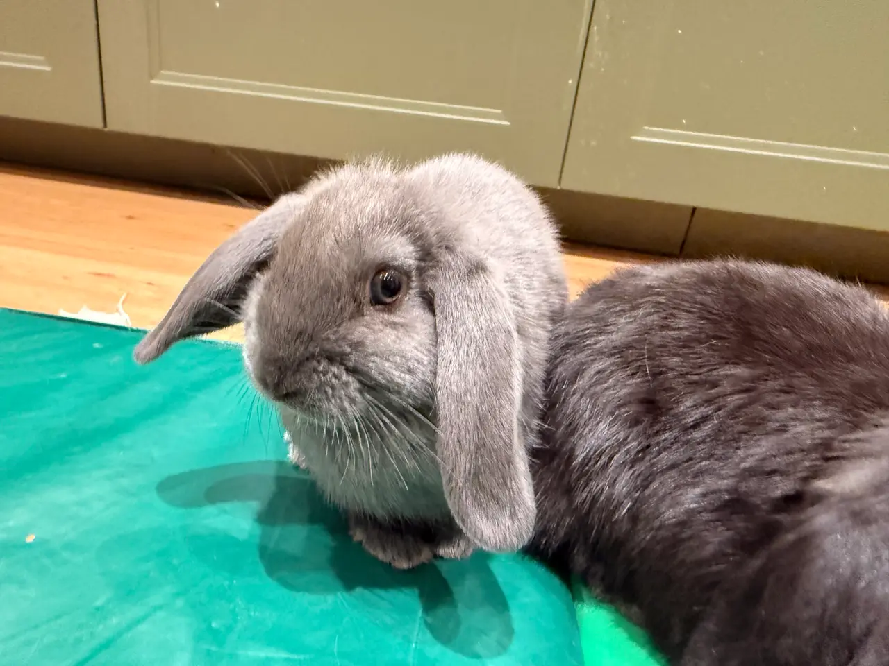 Billede 2 - Kaninunger søger hjem 🐰