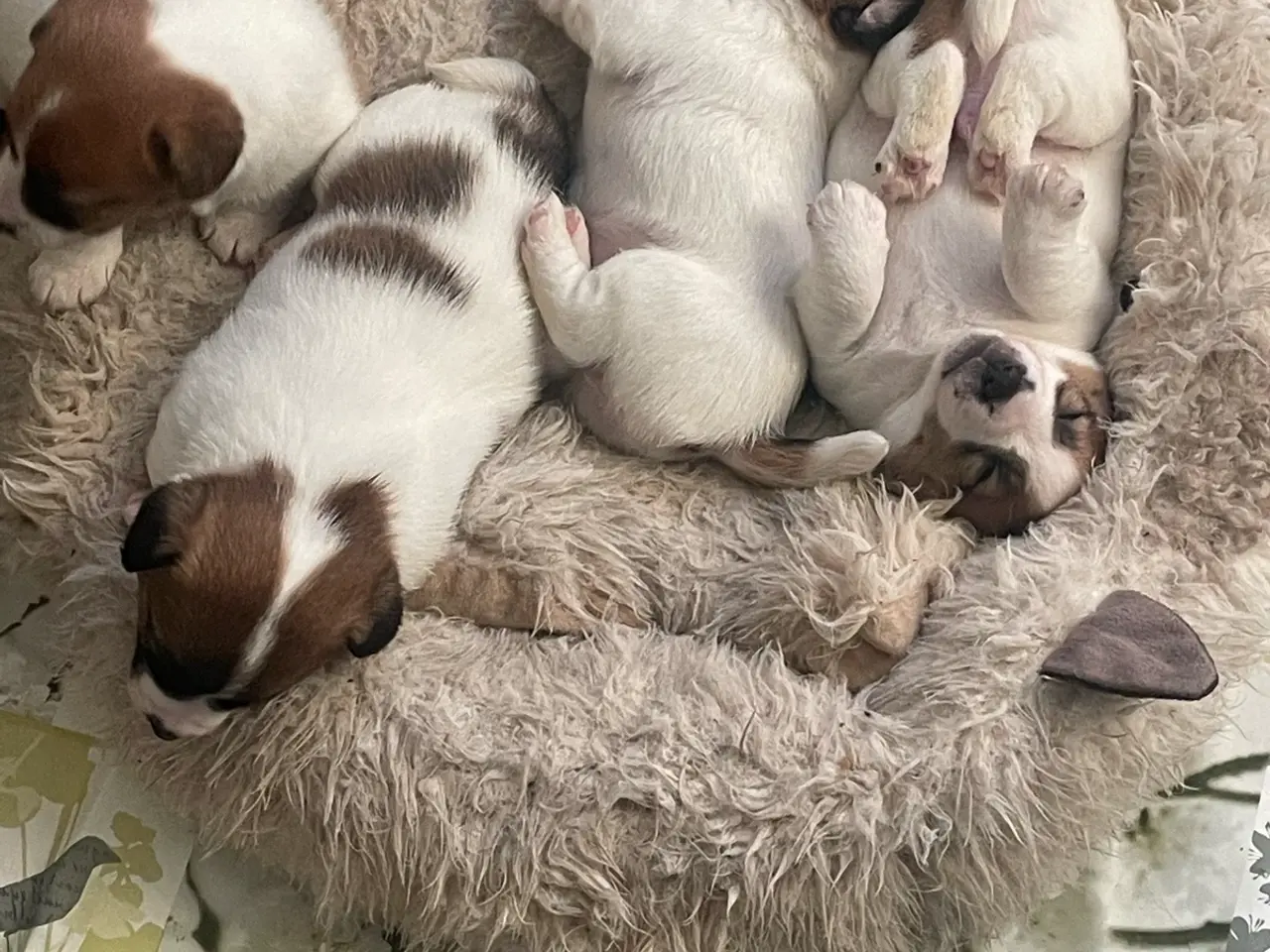 Billede 10 - Jack Russell Hvalp - Glathåret - DKK stamtavle 