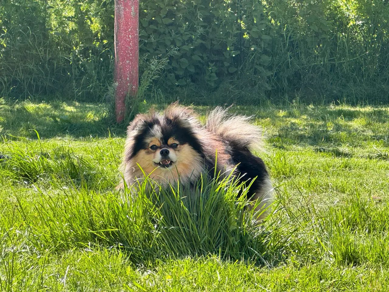 Billede 4 - Pomeranian Merle