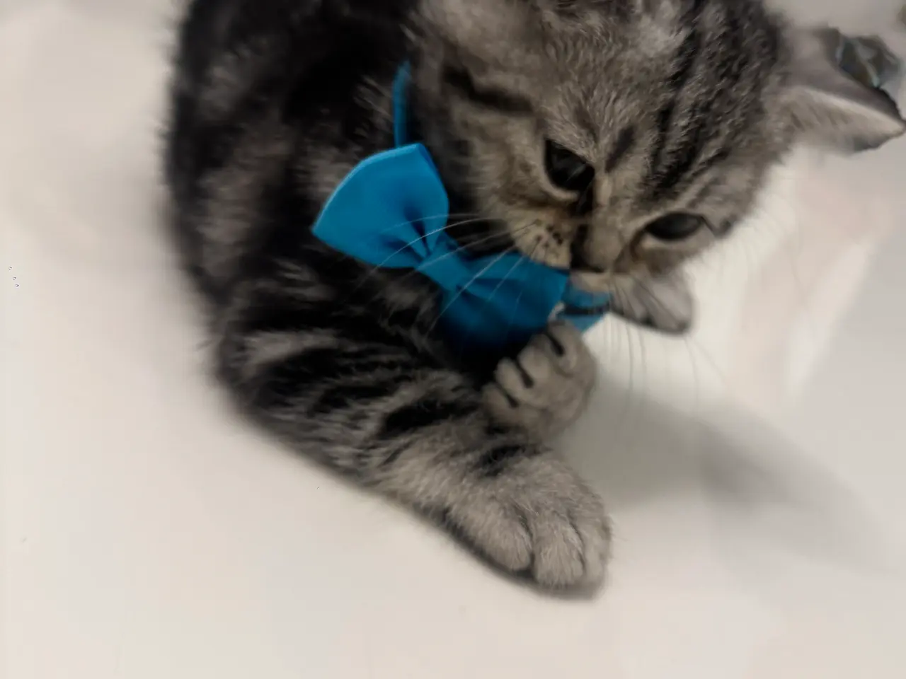 Billede 12 - Unikkes British Shorthair - KUN EN TILBAGE