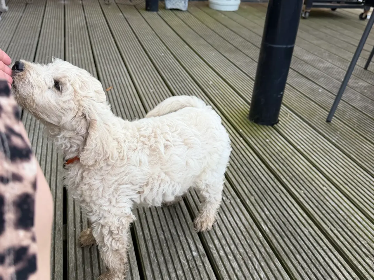 Billede 4 - Labradoodle - Otto sælges til halv pris