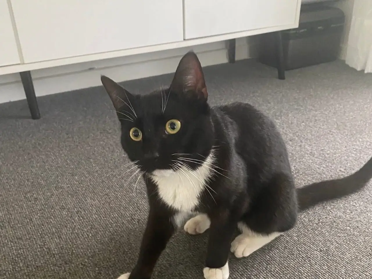 Billede 2 - kat søger nyt hjem 🐱  Sød og kærlig sort/hvid kat