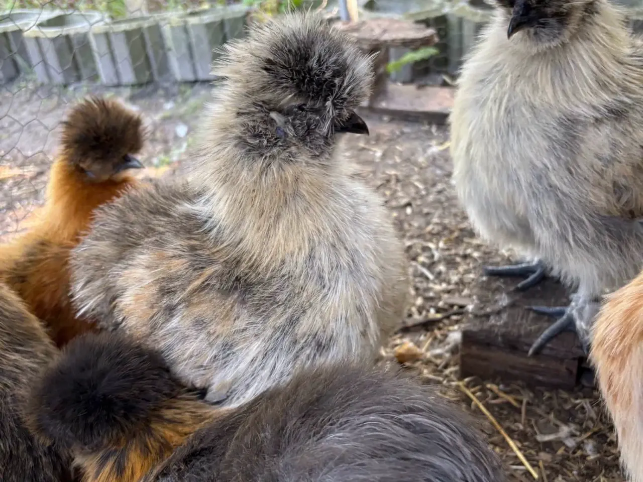 Billede 2 - Silkiehaner GRATIS / Silkie roosters FREE