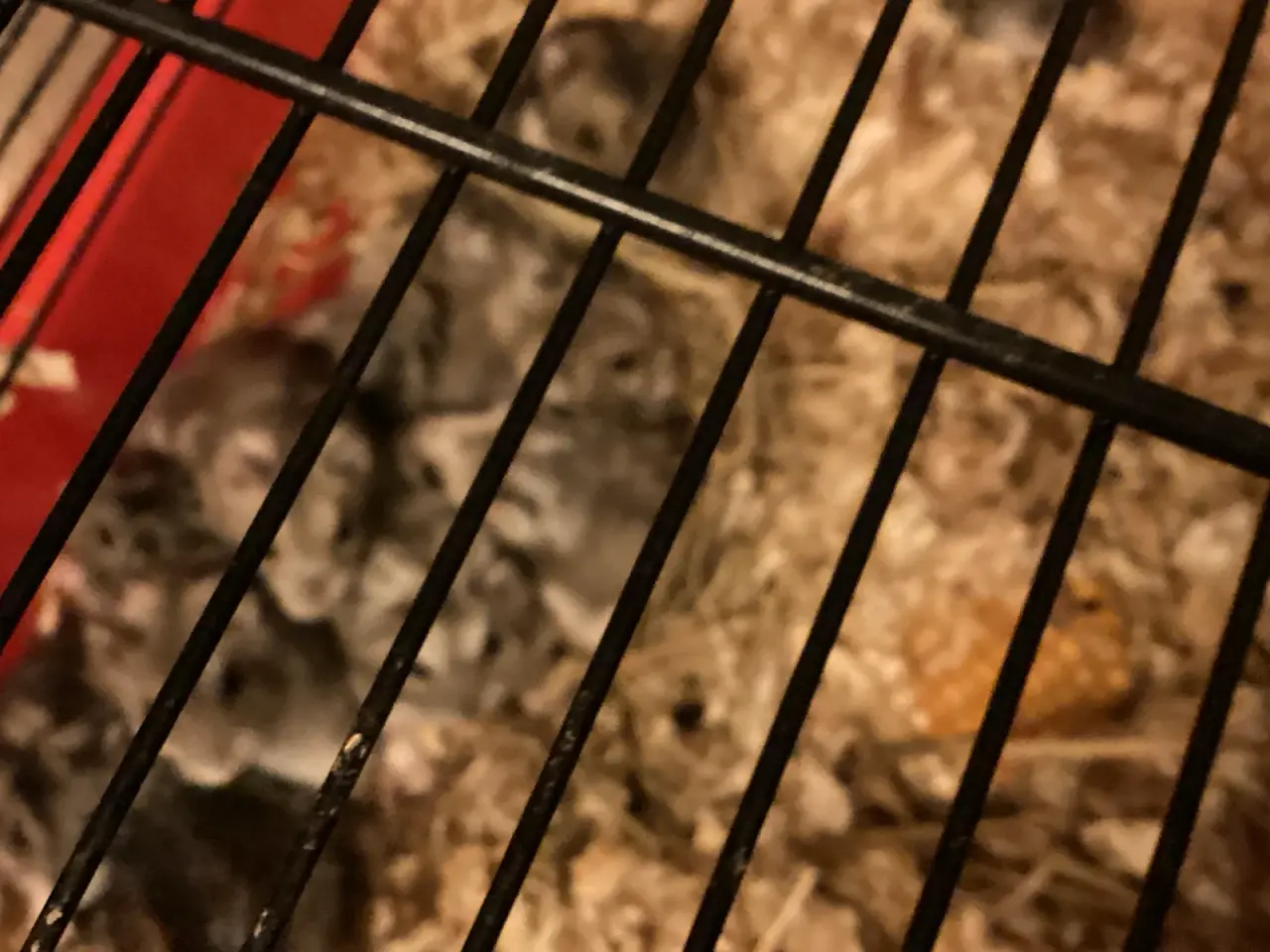 Billede 3 - Cebirisk dværg hamster
