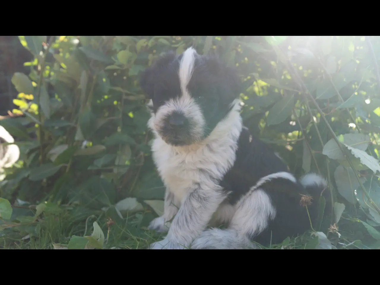Billede 1 - Samojede/schapendoes hvalpe🐾