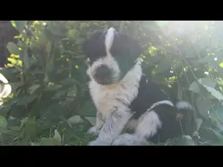 Samojede/schapendoes hvalpe🐾
