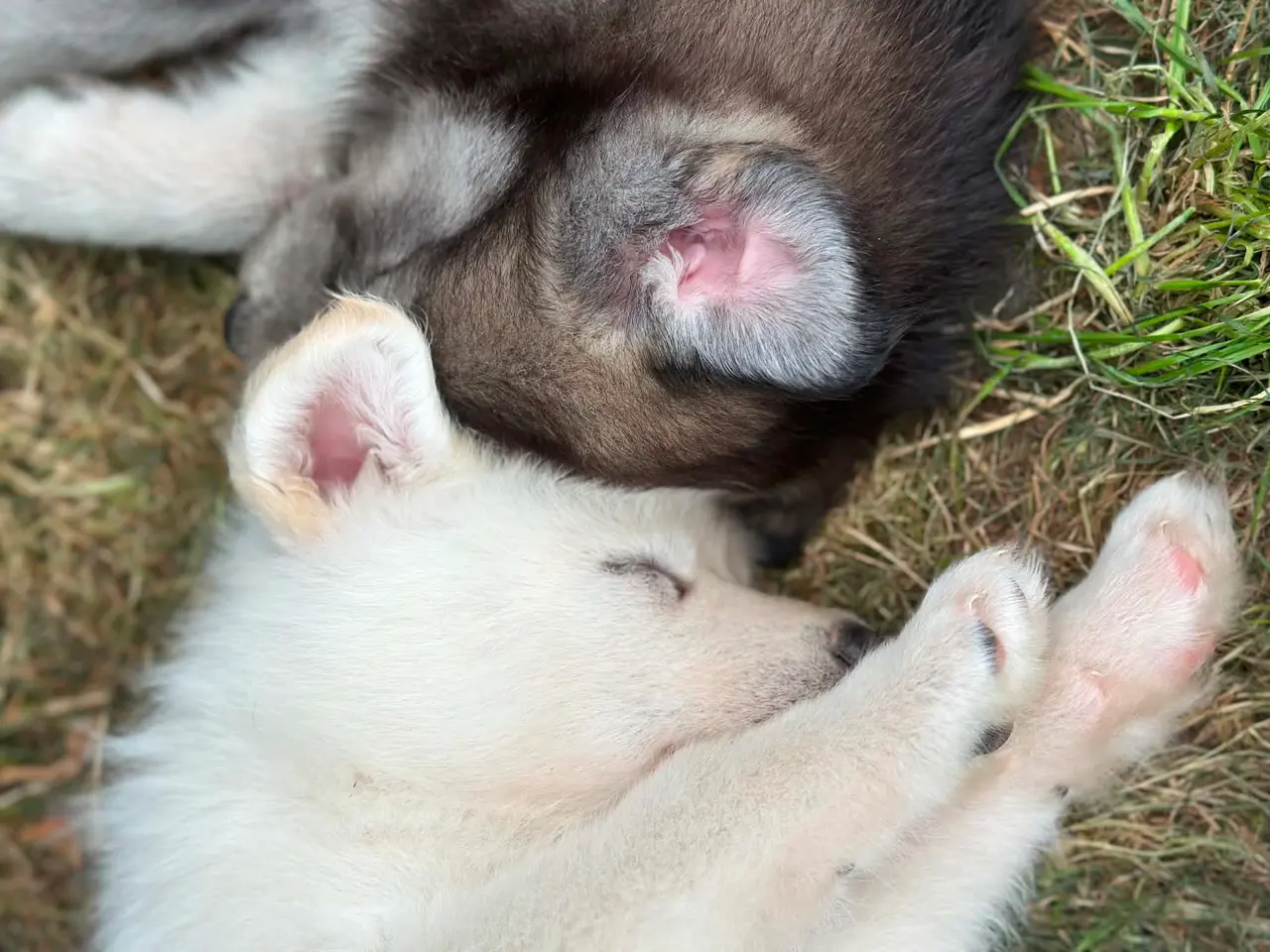 Billede 10 - Blandingshvalpe Husky / Malamute/ Samojede