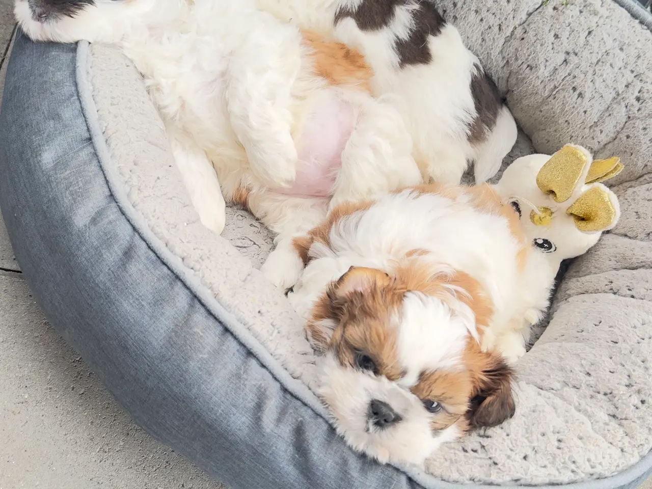 Billede 12 - 💙 Sød små Shih tzu Hvalpe søger sit forever-hjem