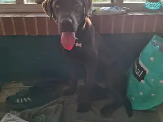 Labrador pige 6 måneder søger nyt hjem