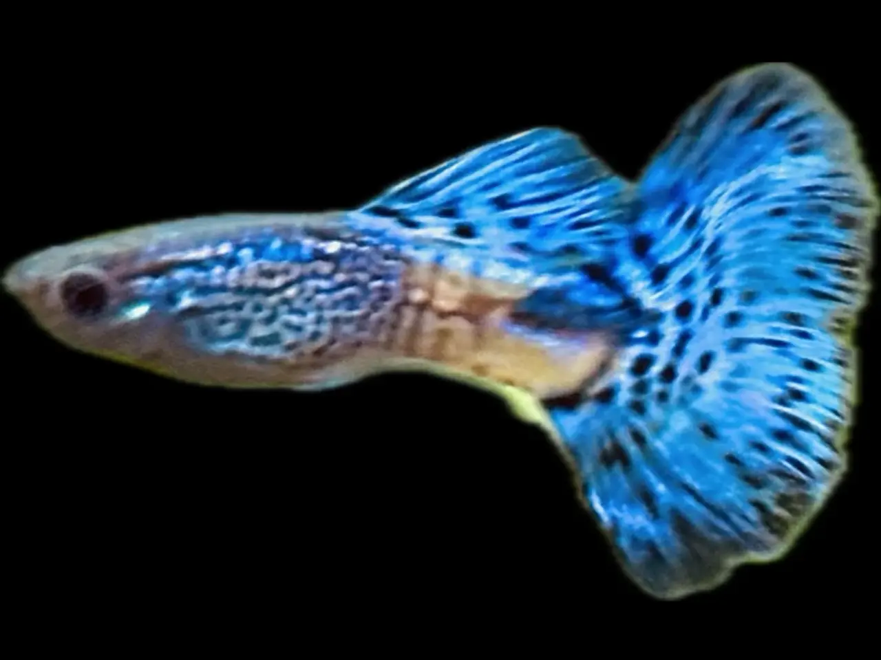 Billede 4 - Renstammede guppyer mange forskellige stammer
