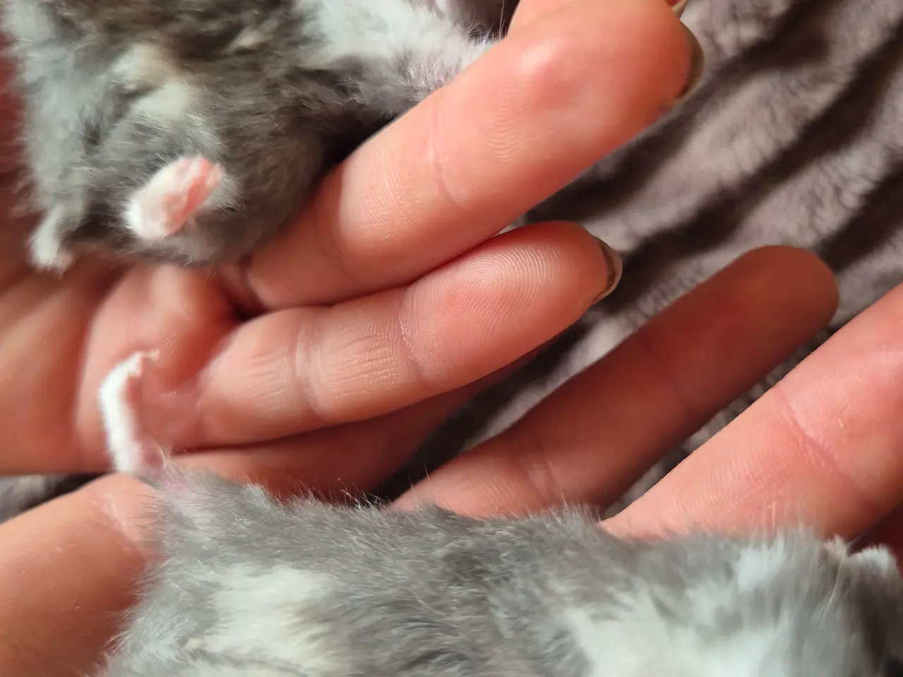 Billede 4 - Blå dværgehamster