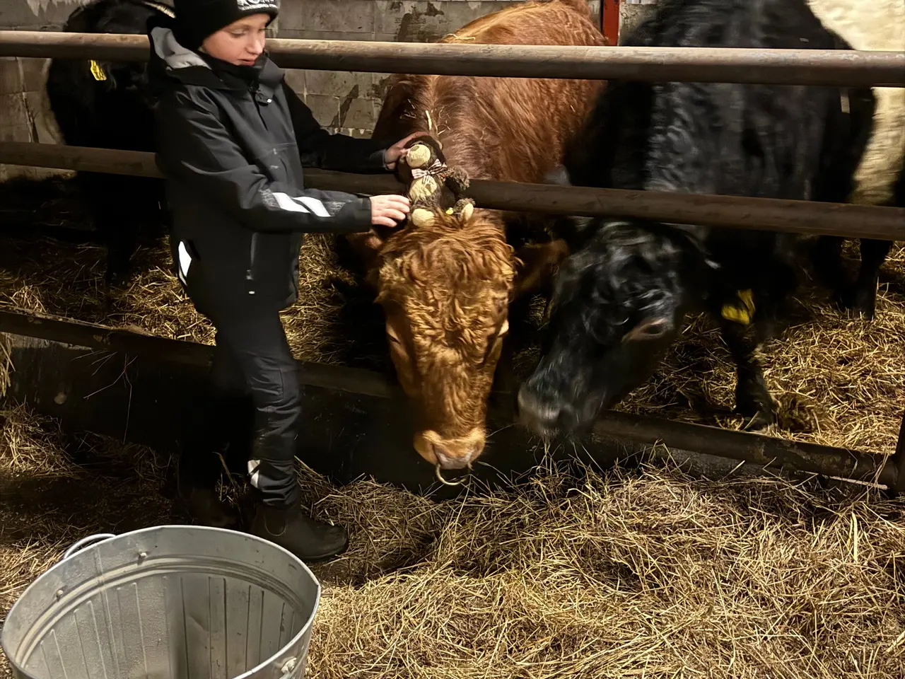Billede 4 - Flot og omgængelig Dexter tyr
