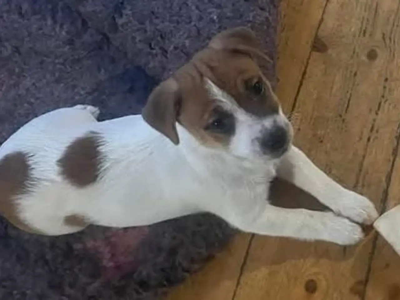 Billede 3 - Jack Russell Hvalpe - Glathåret - DKK stamtavle